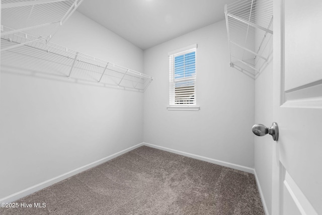 spacious closet with carpet