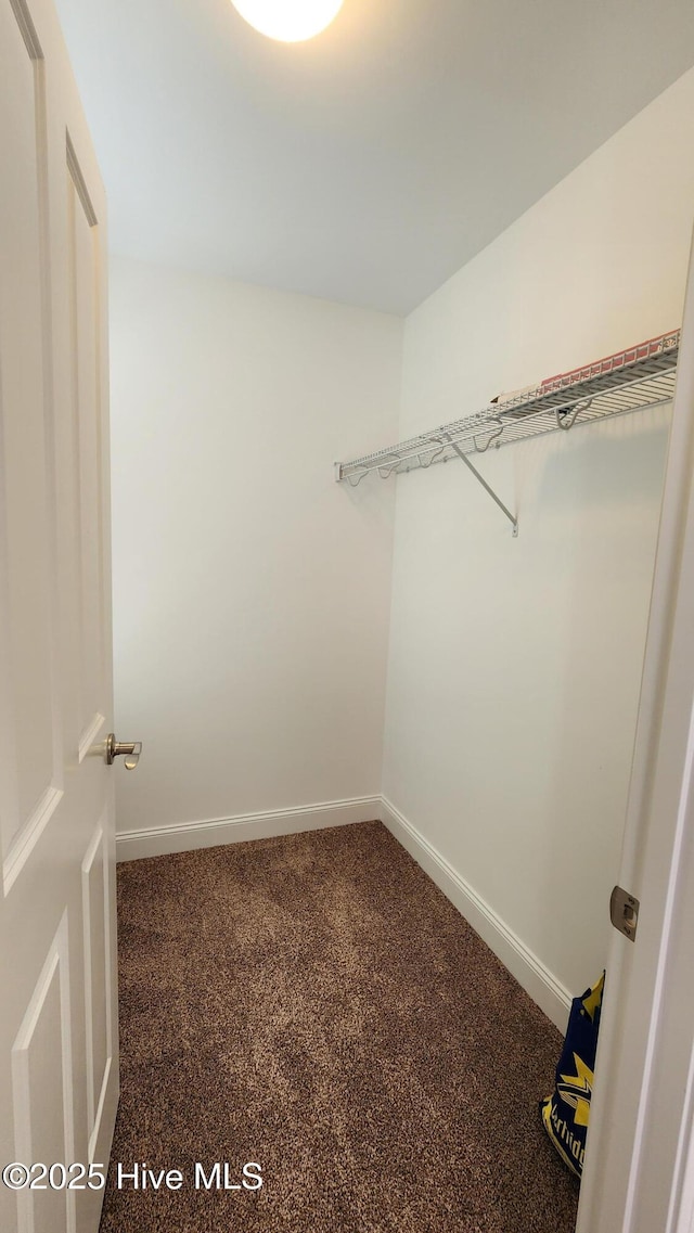 spacious closet featuring carpet flooring