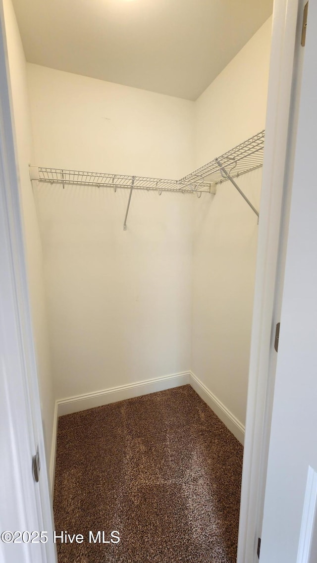 walk in closet featuring carpet floors