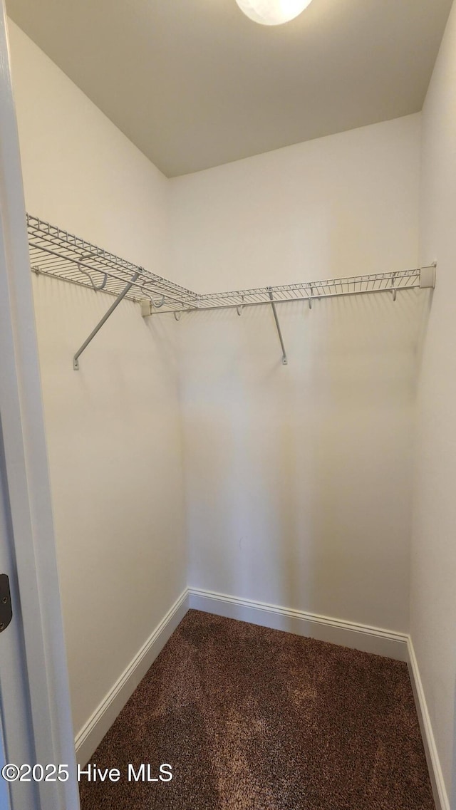 spacious closet featuring carpet