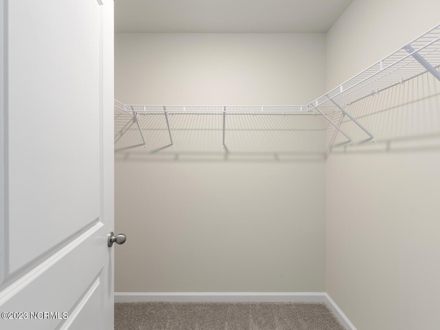 spacious closet featuring carpet