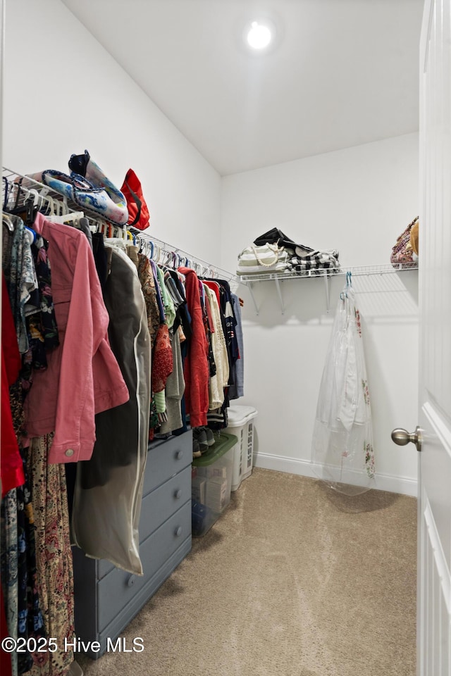 spacious closet featuring carpet flooring