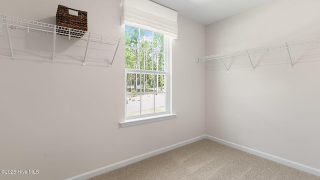 walk in closet featuring carpet floors