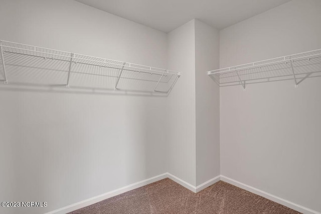 spacious closet featuring carpet flooring