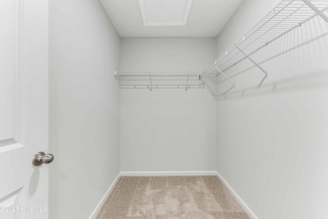 spacious closet featuring carpet flooring