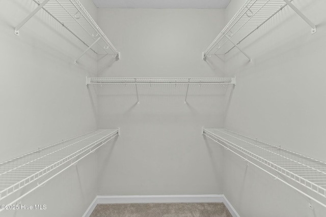 walk in closet with carpet flooring