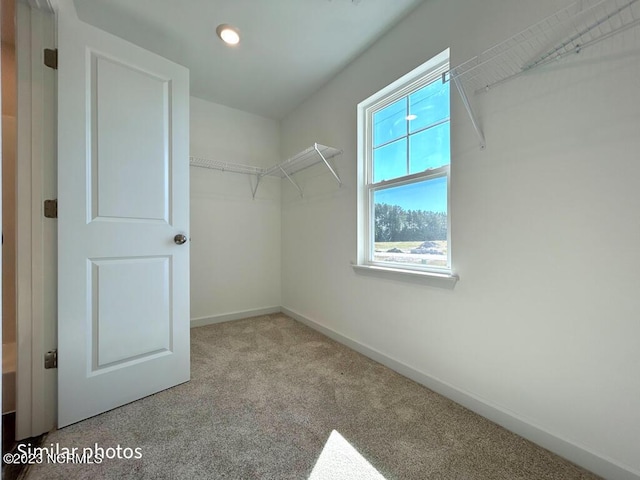 walk in closet with carpet floors