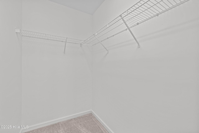 spacious closet featuring carpet flooring