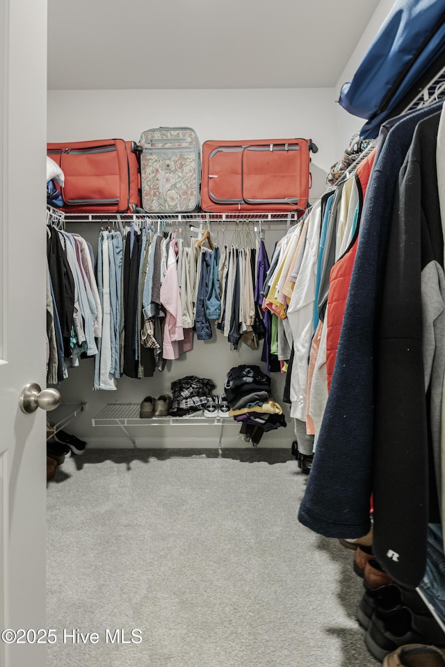 spacious closet featuring carpet flooring