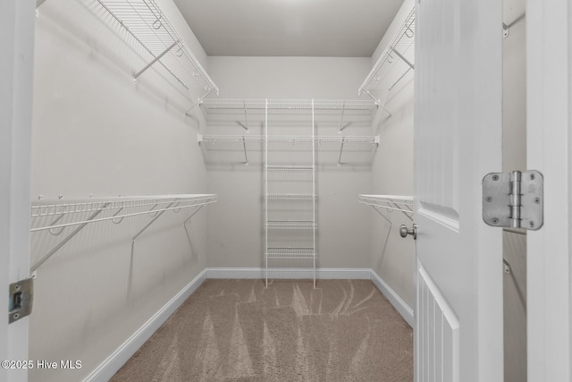 spacious closet featuring carpet flooring