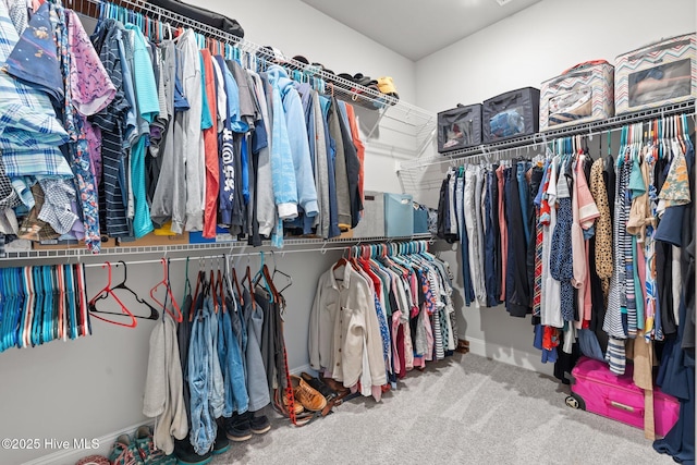 walk in closet featuring carpet flooring