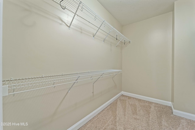 spacious closet featuring carpet