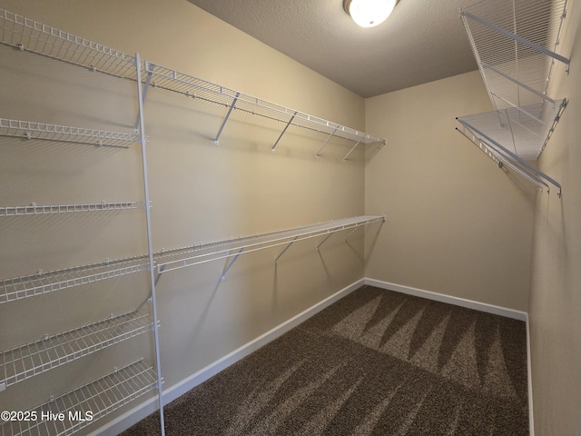 walk in closet with carpet flooring