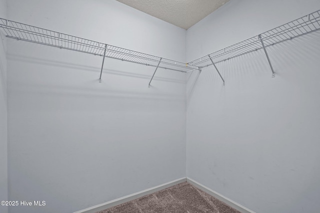 walk in closet with carpet flooring