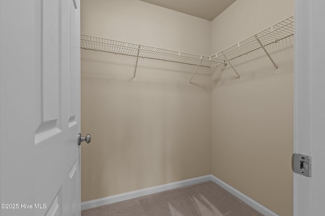 walk in closet featuring carpet floors