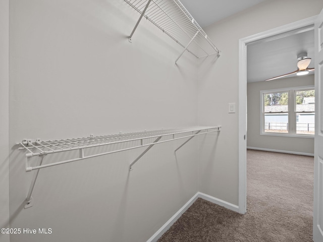 walk in closet featuring carpet floors and a ceiling fan