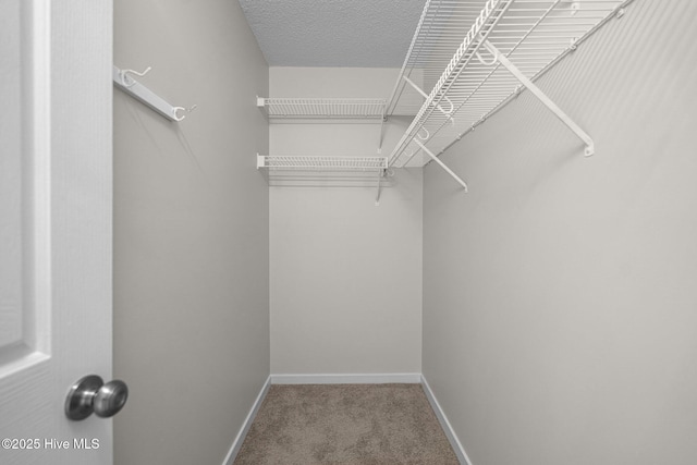 spacious closet featuring carpet floors