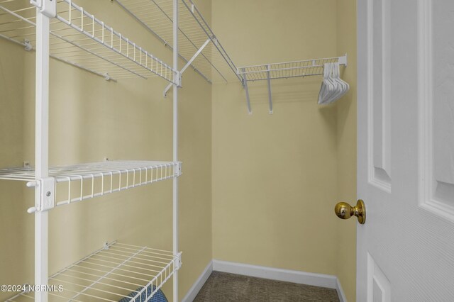 spacious closet featuring carpet