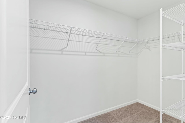 walk in closet with carpet floors