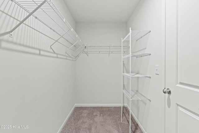walk in closet with carpet floors