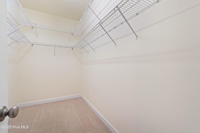 walk in closet featuring carpet floors