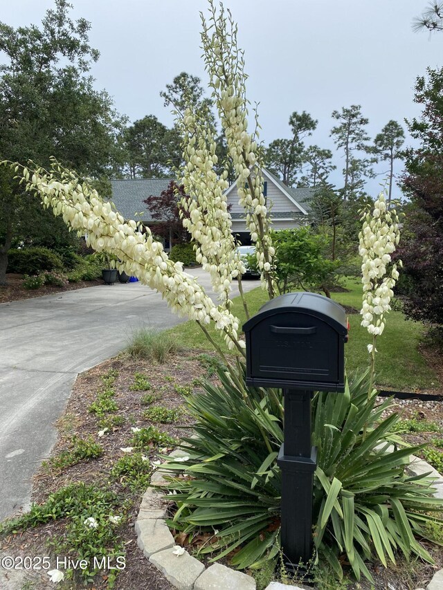 view of road with driveway