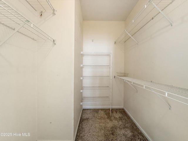 walk in closet featuring carpet flooring