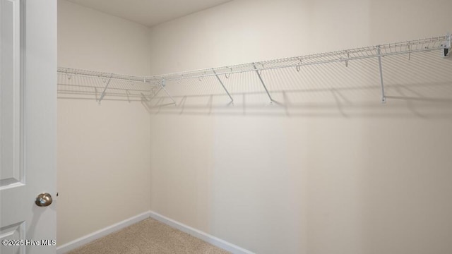 walk in closet with carpet