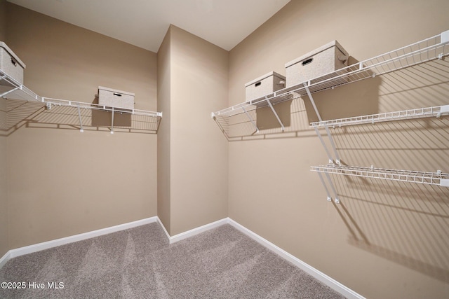 walk in closet with carpet flooring