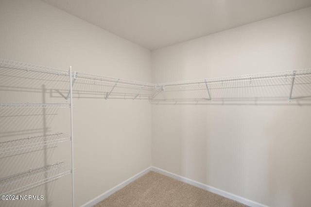 walk in closet featuring carpet