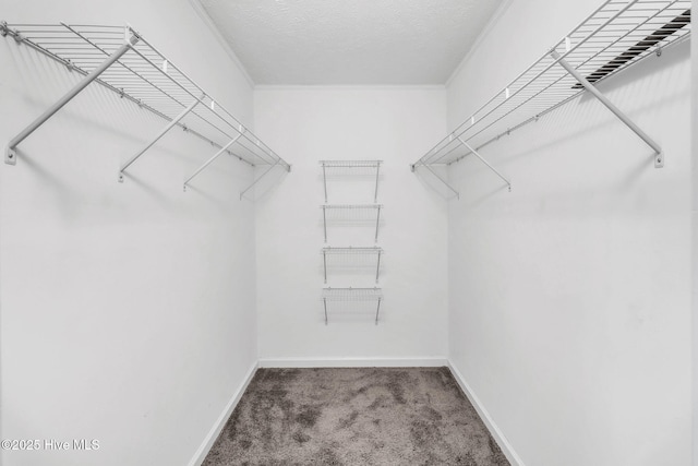 spacious closet featuring carpet