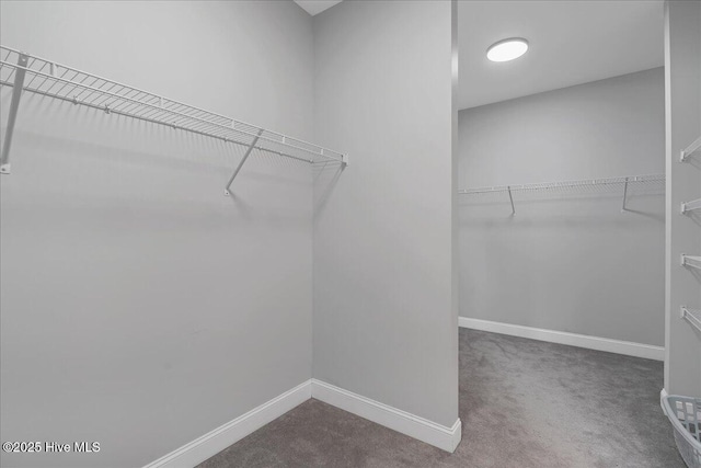 spacious closet featuring carpet flooring