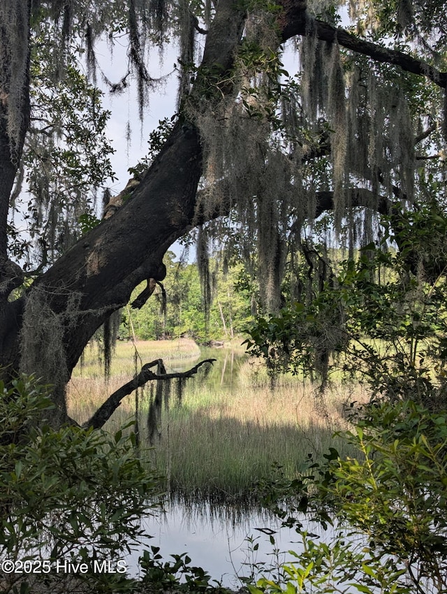 410 Sugar Cv, Wilmington, NC 28411 - view of local wilderness
