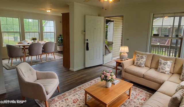 living room with dark wood finished floors, a ceiling fan, baseboards, and ornamental molding