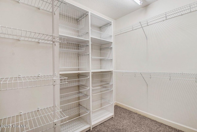 walk in closet with carpet flooring