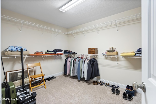 walk in closet with carpet floors