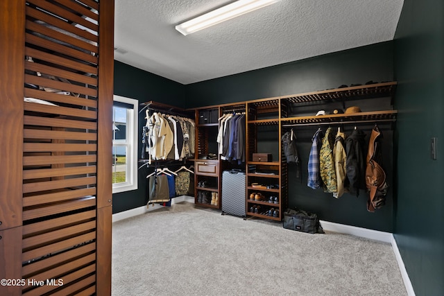 spacious closet featuring carpet