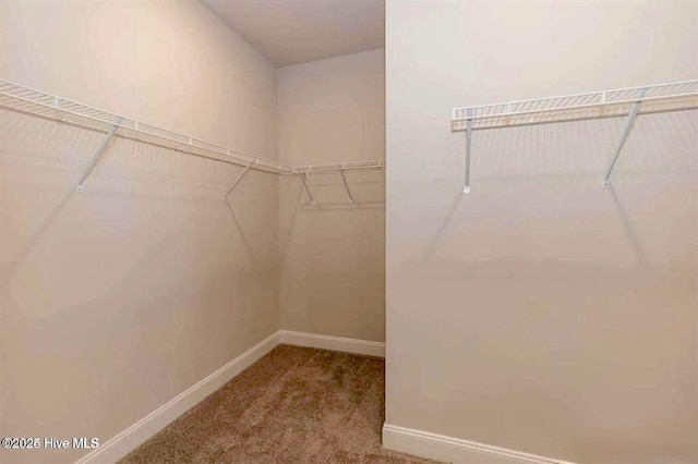 walk in closet with carpet floors