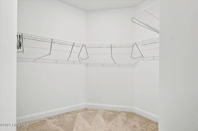walk in closet with carpet floors
