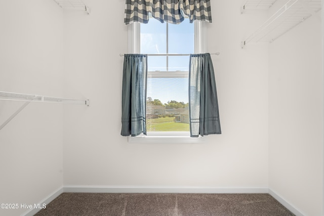 walk in closet with carpet flooring