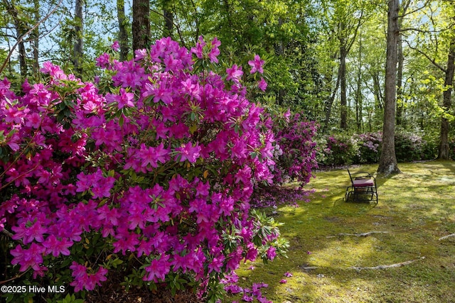 307 Little Rossie Rd, New Bern, NC 28560 - view of yard