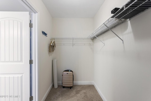 spacious closet featuring carpet