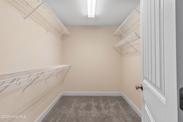 spacious closet featuring carpet floors