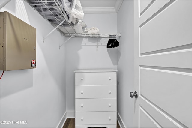 spacious closet featuring wood finished floors