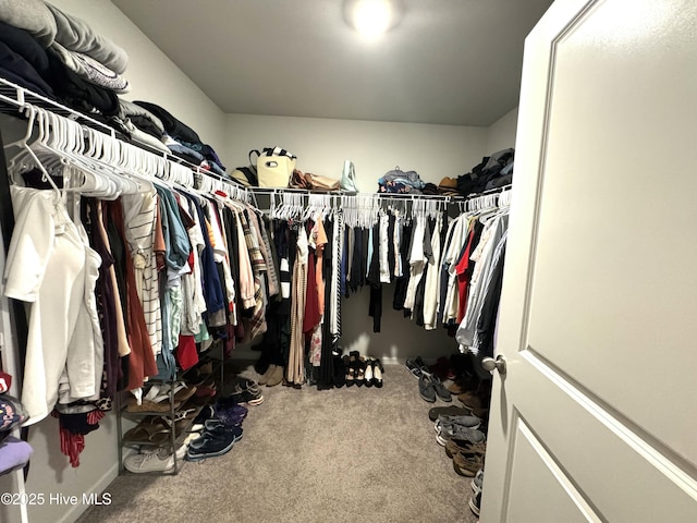 spacious closet featuring carpet
