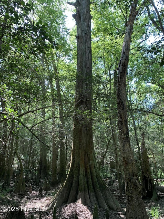 view of local wilderness with a forest view