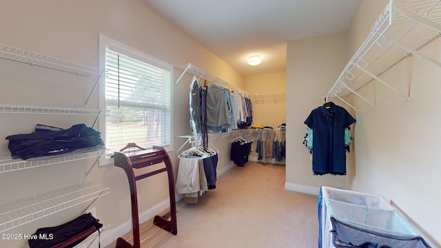 walk in closet with carpet flooring