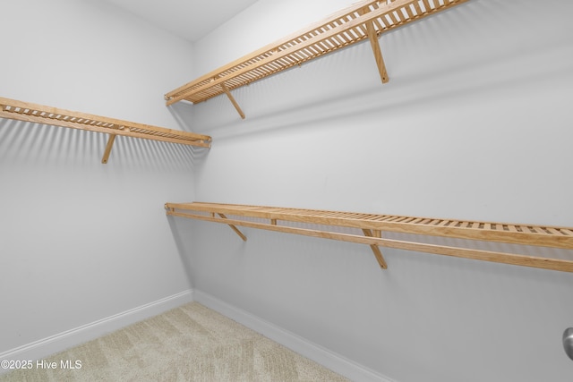 walk in closet featuring carpet flooring