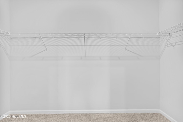 walk in closet with carpet floors