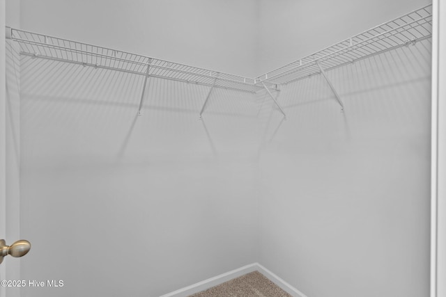 spacious closet with carpet floors